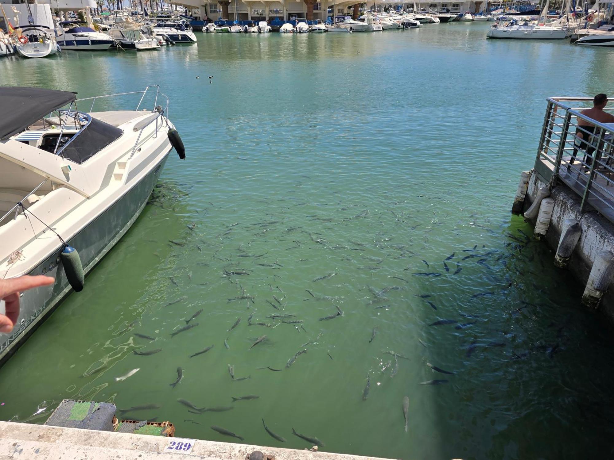Benal * Benalmadena